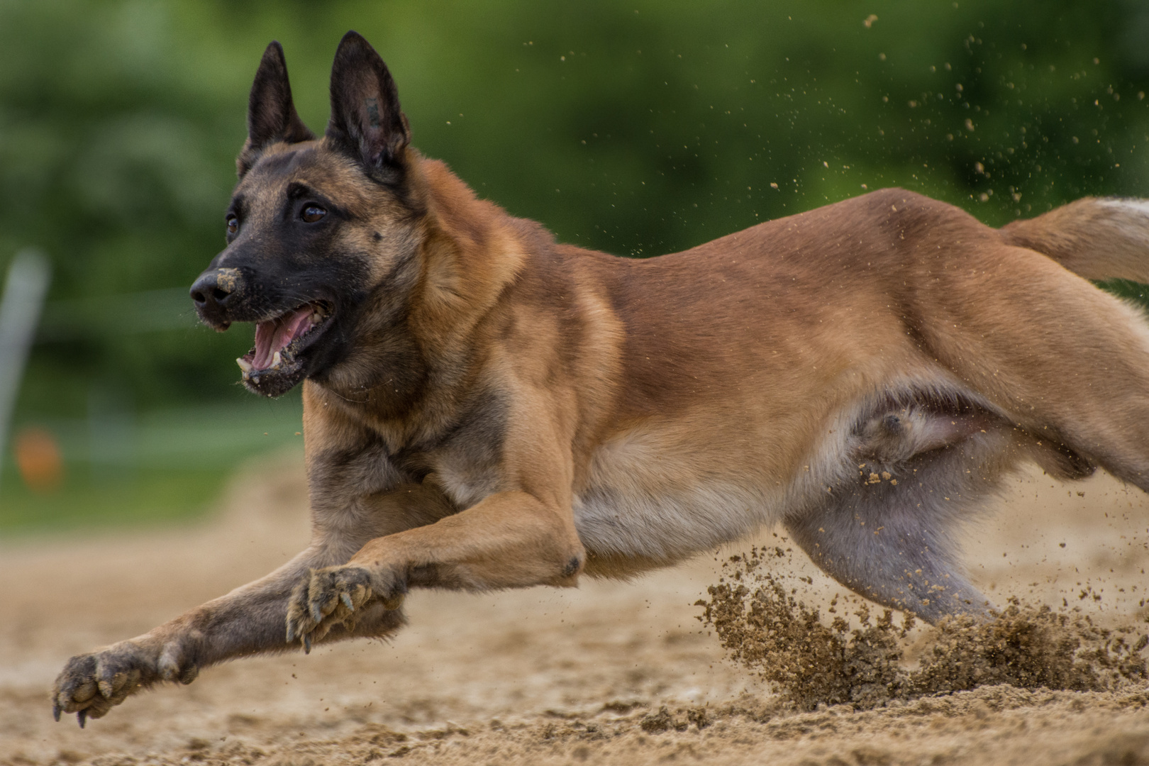 ein Malinois in Action