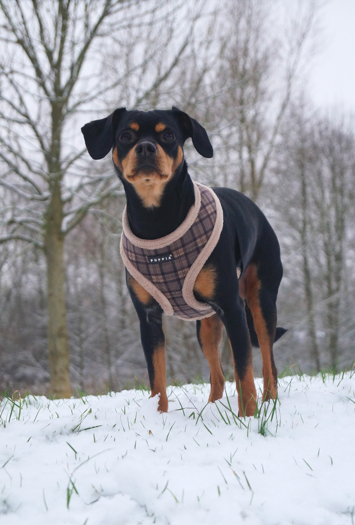 Ein Mallorquiner im Schnee