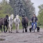 ...ein Mann, ein Rad, vier Pferde & zwei Hunde