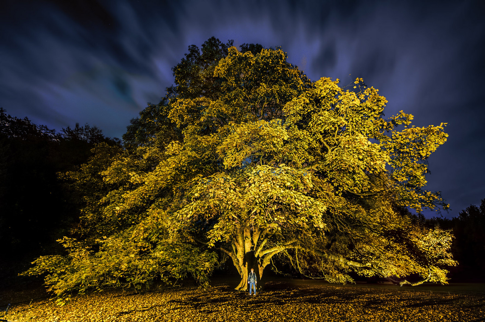 ein Mann: Einen Sohn, ein Haus, Baum pflanzen