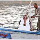 ein Mann und sein Boot