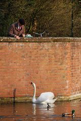 Ein Mann und "sein" Schwan