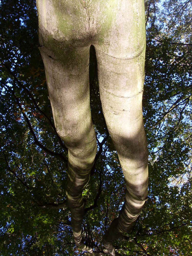 "Ein Mann wie ein Baum"