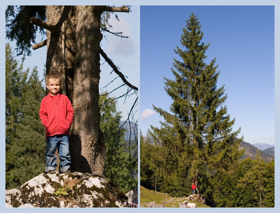 Ein Mann wie ein Baum . . . . . . . . . . . . . . . . . . . . . . . . . . . sie nannten ihn Bonsai