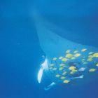 Ein Manta in Australien