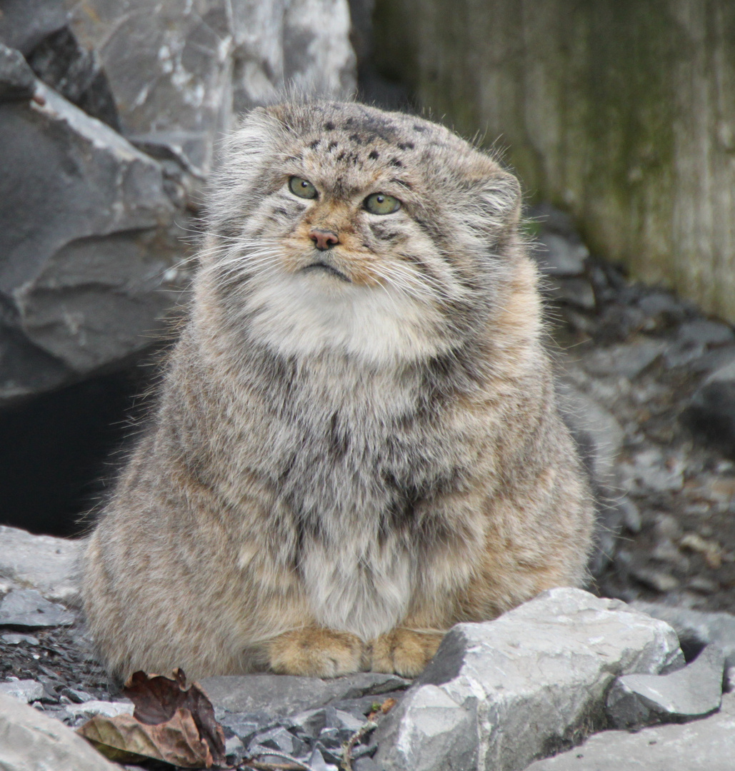 Ein Manul aus Zentralasien