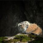 Ein Manul ...