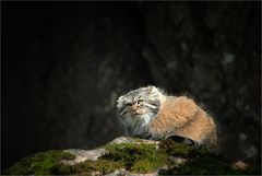 Ein Manul ...