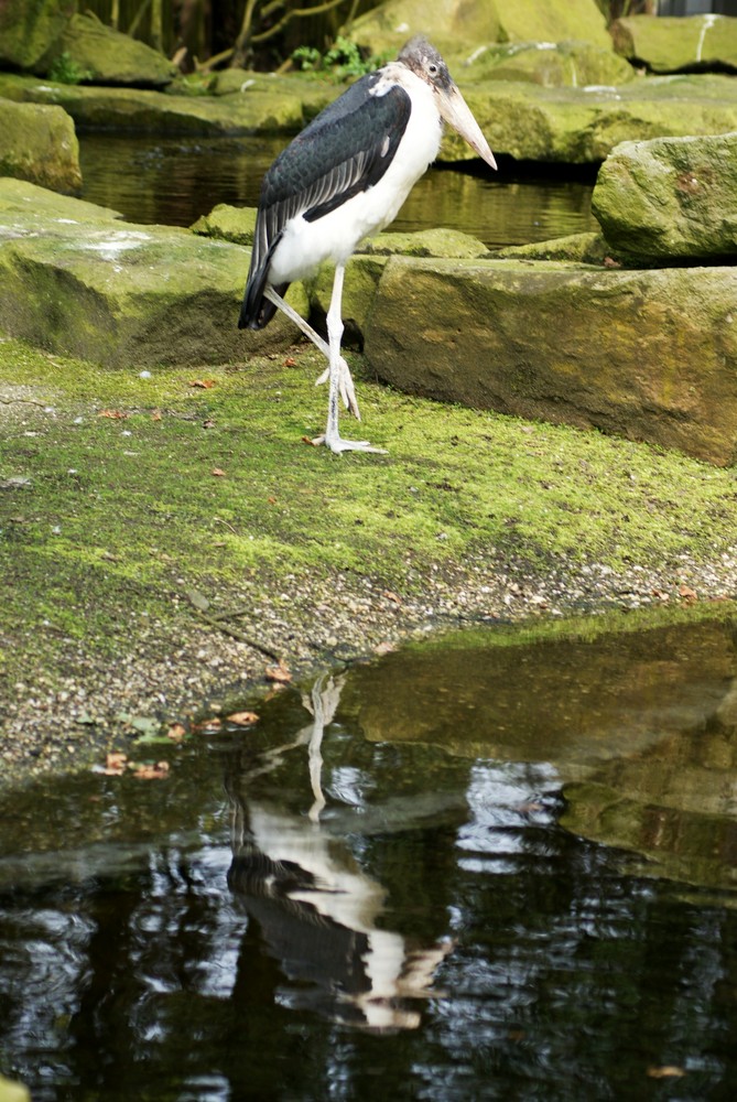 Ein Marabu!