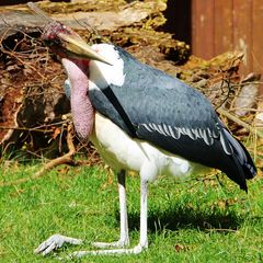 Ein Marabu (Leptoptilos crumeniferus) in Siesta