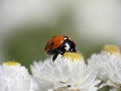 ein Marienkäfer