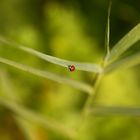 Ein Marienkäfer allein auf weiter Flur