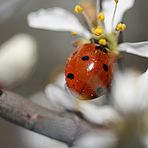 Ein Marienkäfer genießt die Frühlingssonne !!