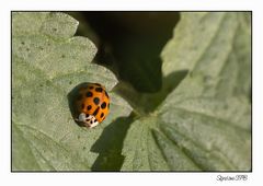 Ein Marienkäfer genießt noch die warmen Sonnenstrahlen...