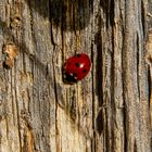 Ein Marienkäfer im November