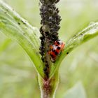 Ein Marienkäfer im Schlaraffenland