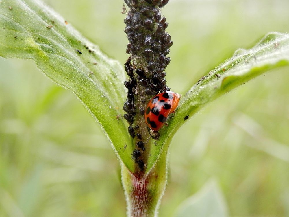 Ein Marienkäfer im Schlaraffenland