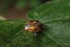 Ein Marienkäfer quält sich aus seiner Puppe