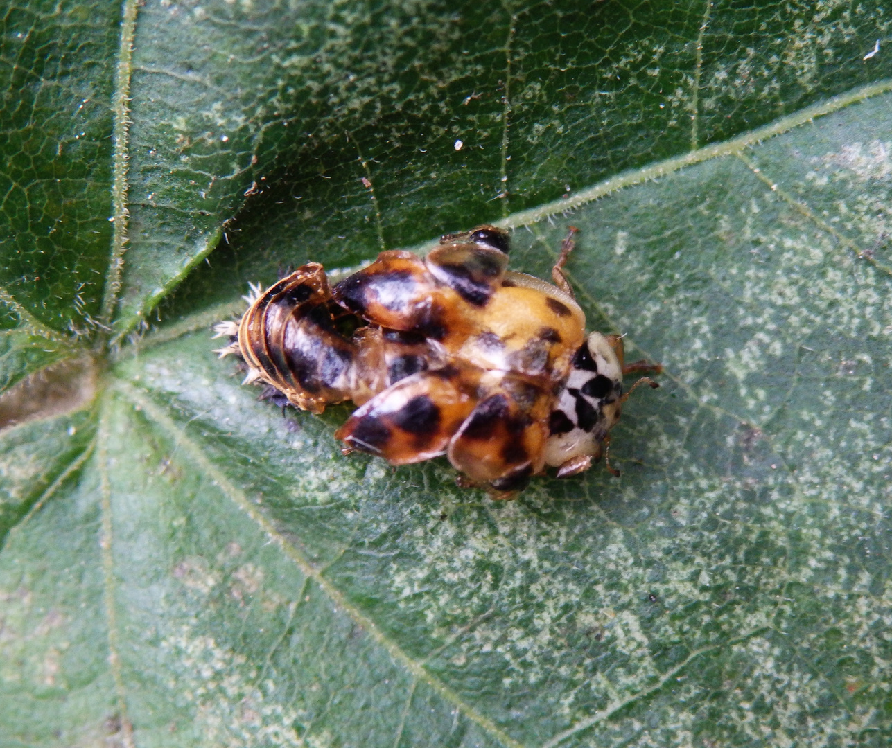 Ein Marienkäfer quält sich aus seiner Puppe