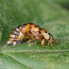 Ein Marienkäfer quält sich aus seiner Puppe