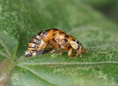 Ein Marienkäfer quält sich aus seiner Puppe