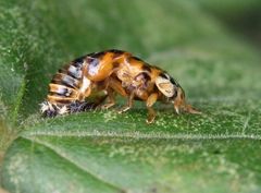 Ein Marienkäfer quält sich aus seiner Puppe