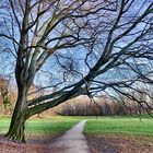 Ein markanter Baum