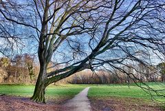 Ein markanter Baum