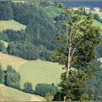 Ein markanter Baum...