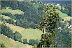 Ein markanter Baum...