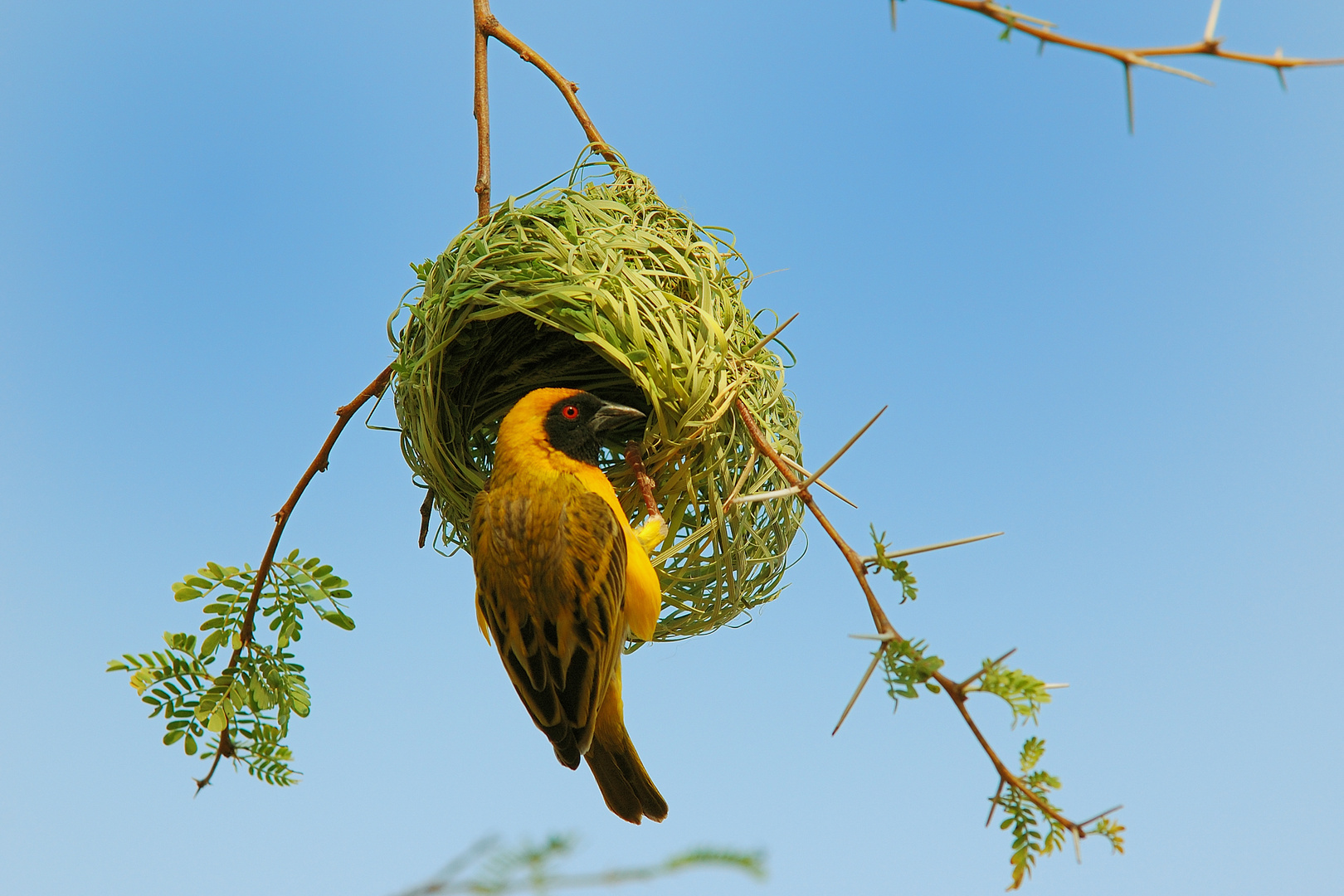 Ein Maskenwebervogel vollendet sein Nest