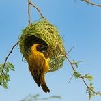 Ein Maskenwebervogel vollendet sein Nest