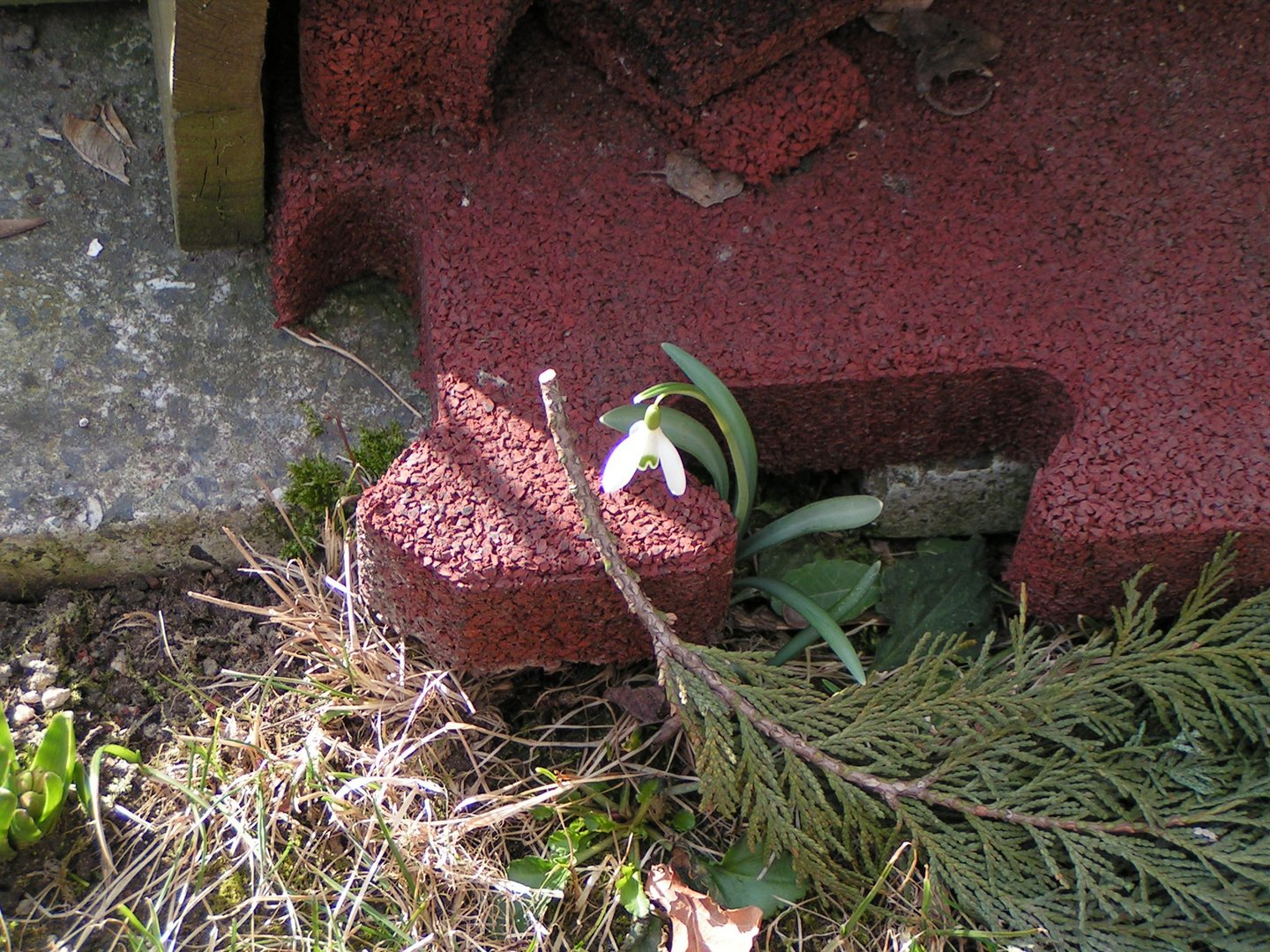 Ein "Mauerblümchen"