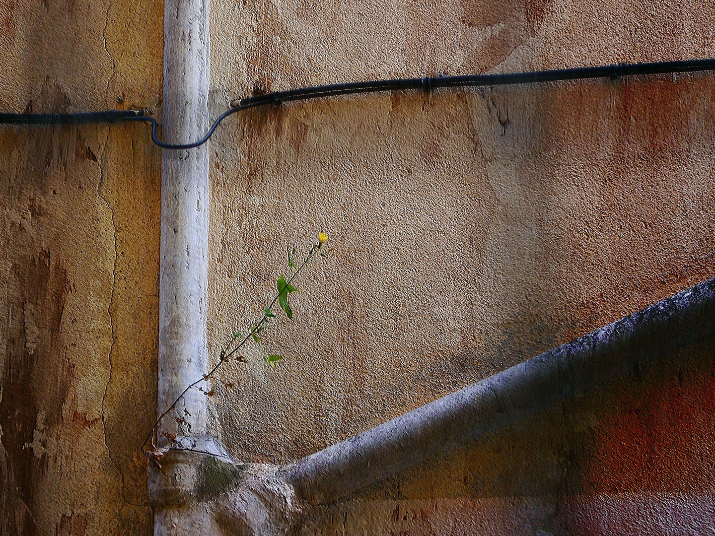 ein Mauerblümchen