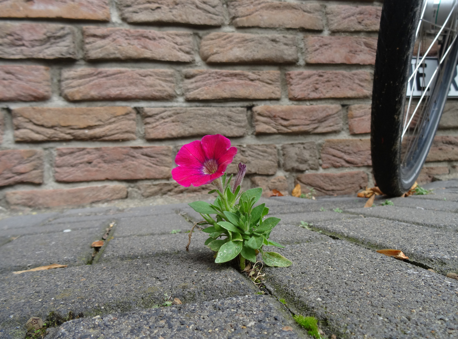 ein "Mauerblümchen"