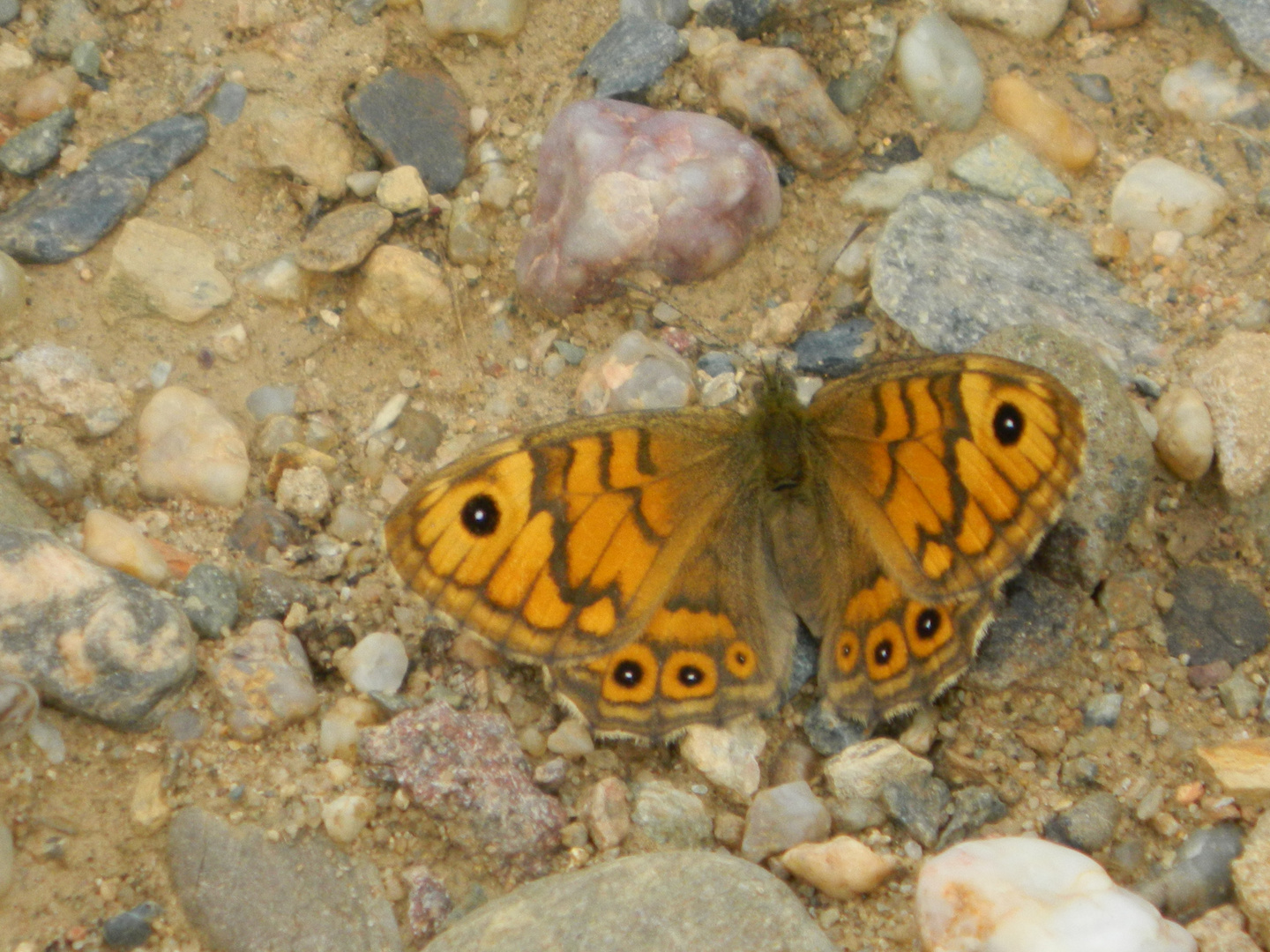 Ein Mauerfuchs