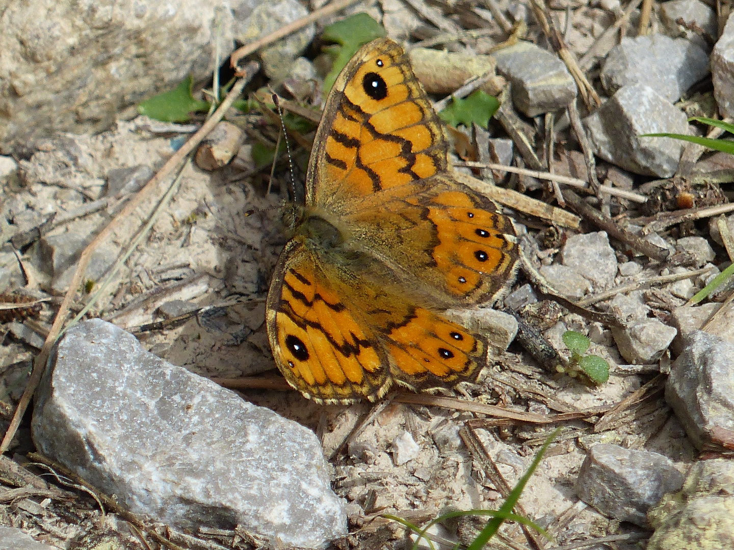 ein Mauerfuchs (Lasiommata megera)