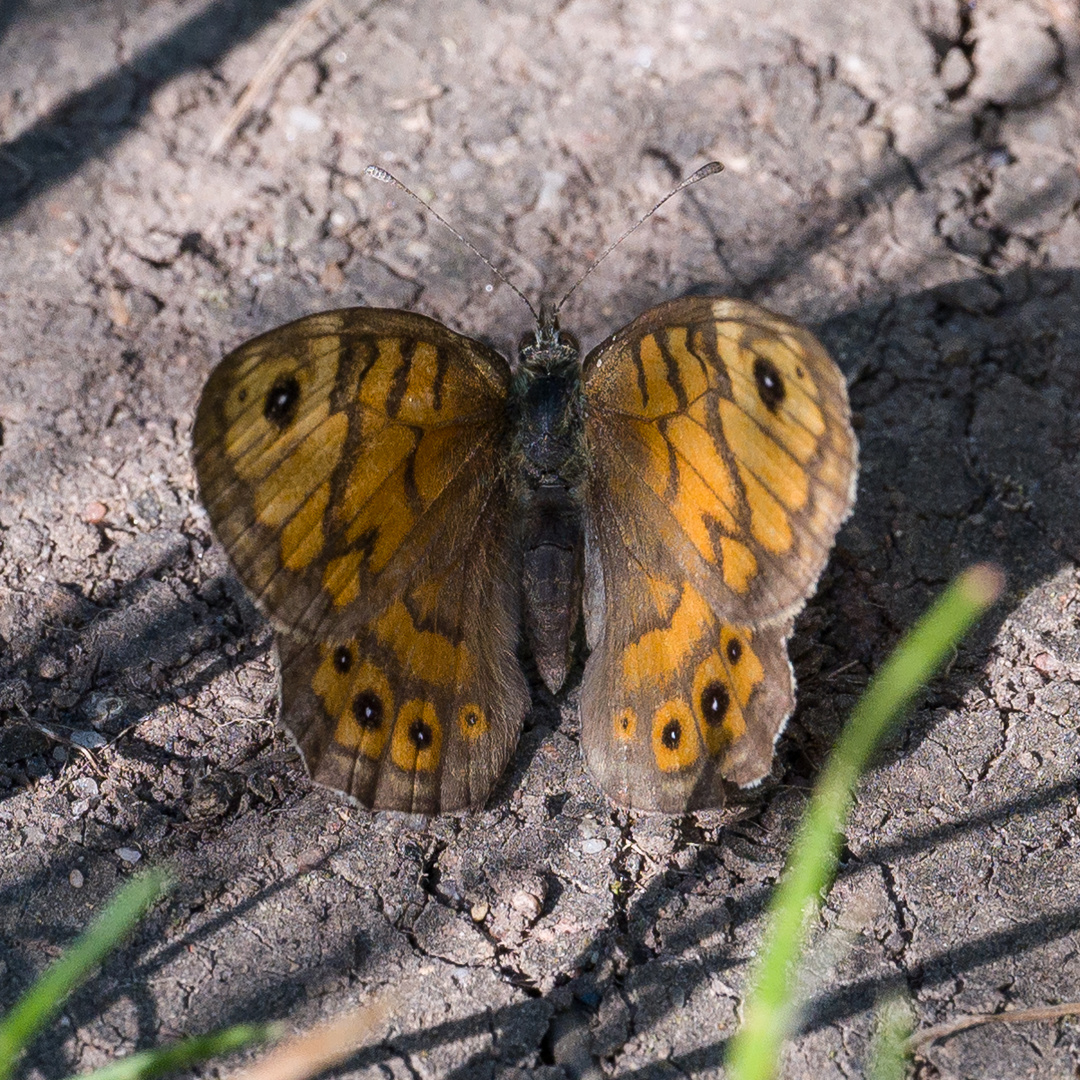 Ein Mauerfuchs vom 04.06. 2023