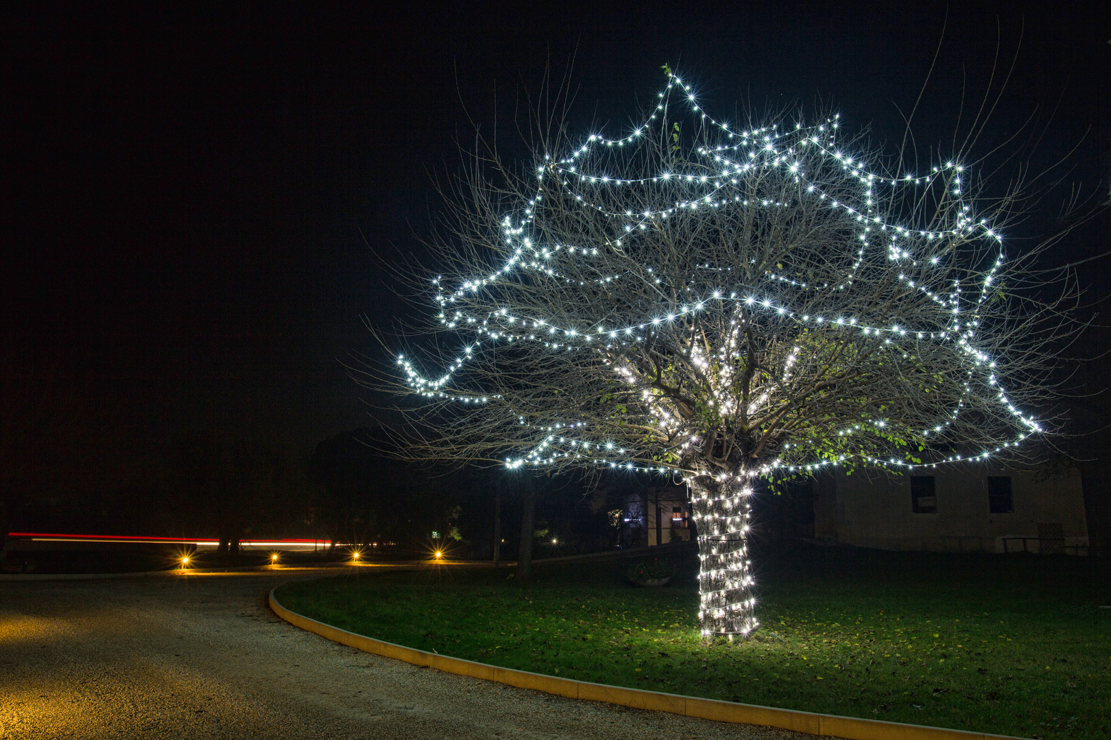 ein Maulbeer - Weihnachtsbaum