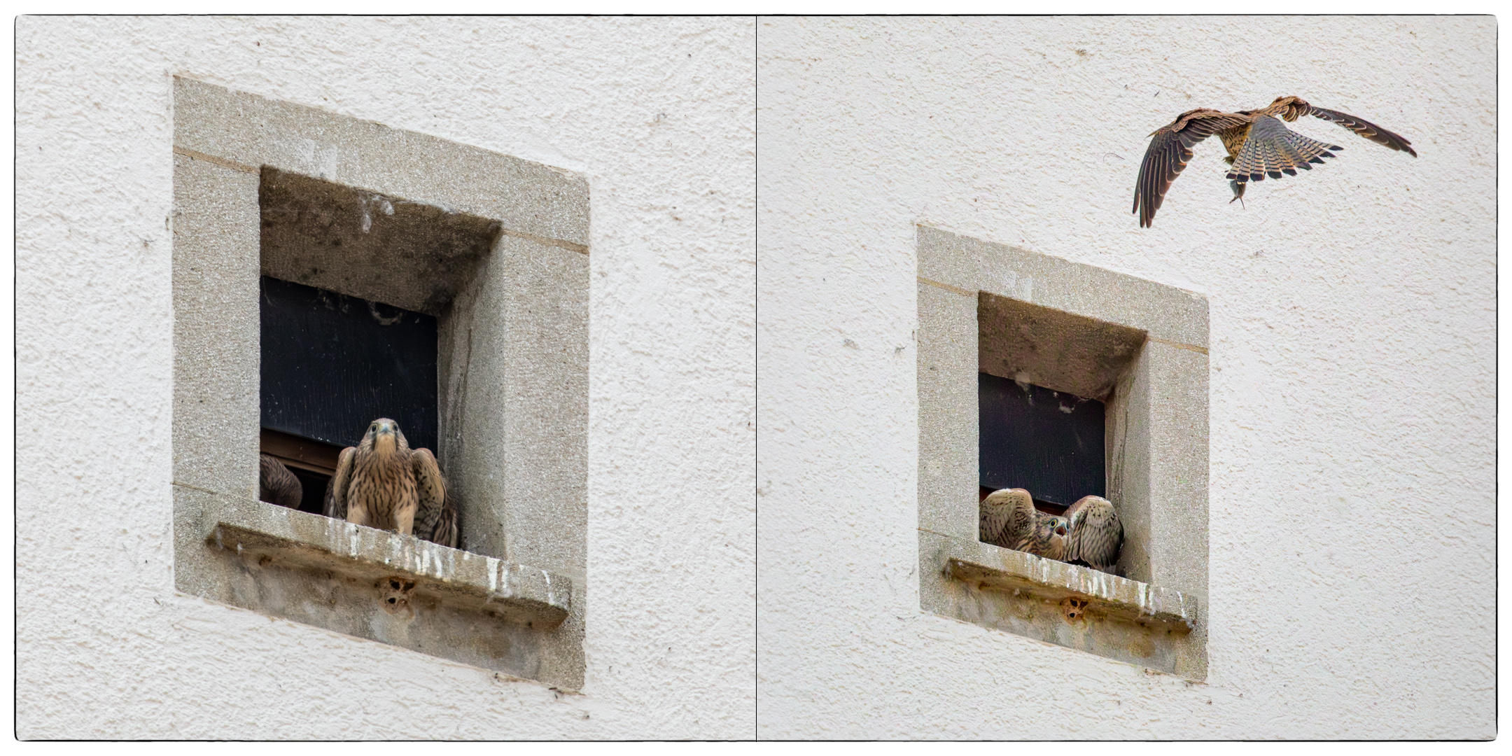 Ein Maulwurf im Anflug