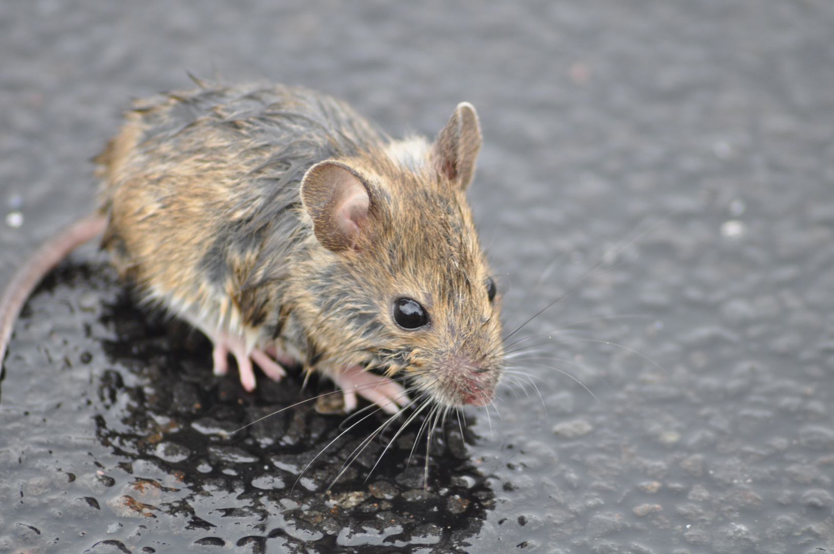 Ein Maus von Regen überrascht