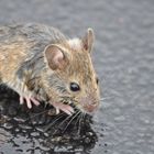 Ein Maus von Regen überrascht