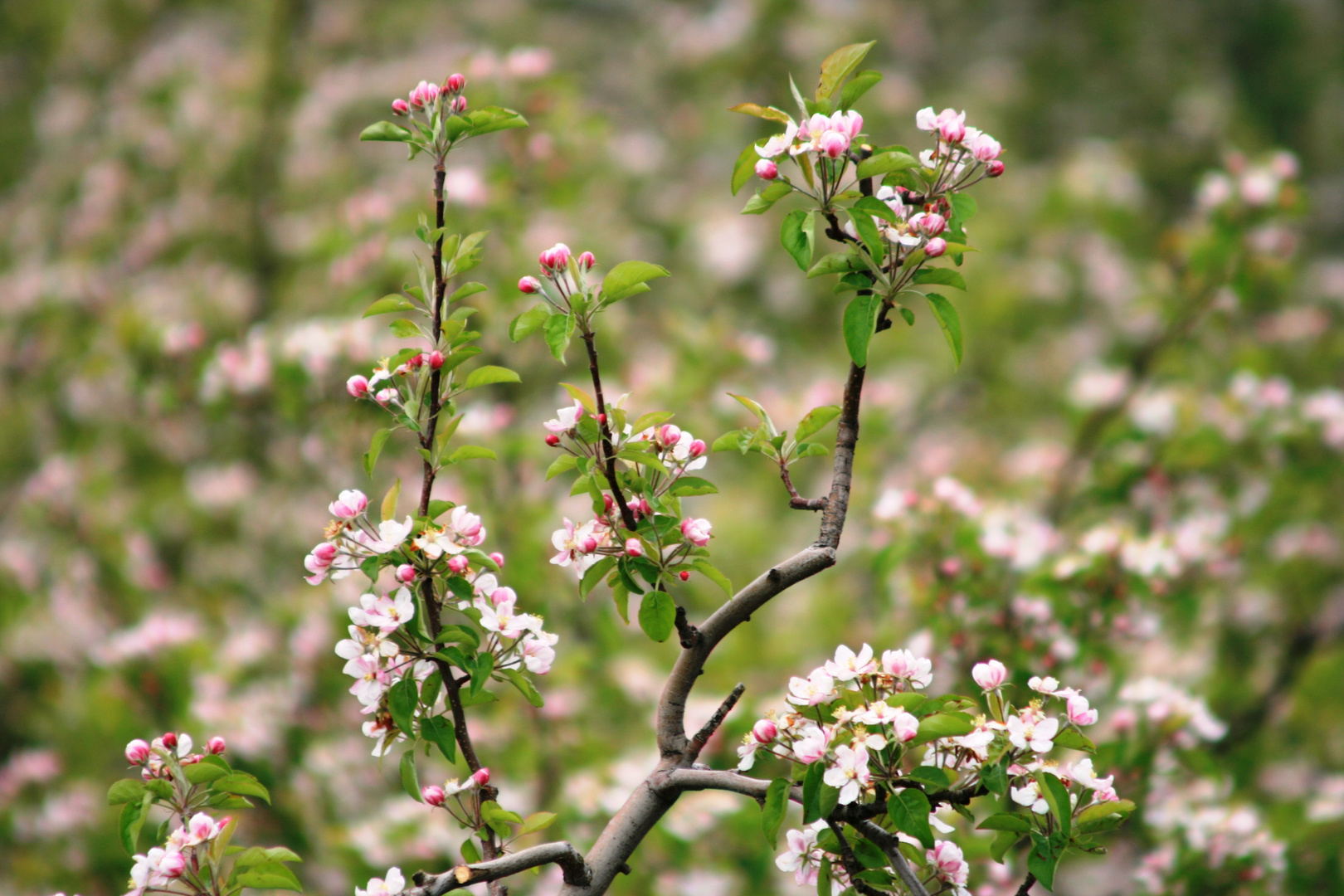 Ein Meer an Apfelblüten, Partschins bei Meran, Südtirol