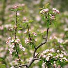 Ein Meer an Apfelblüten, Partschins bei Meran, Südtirol