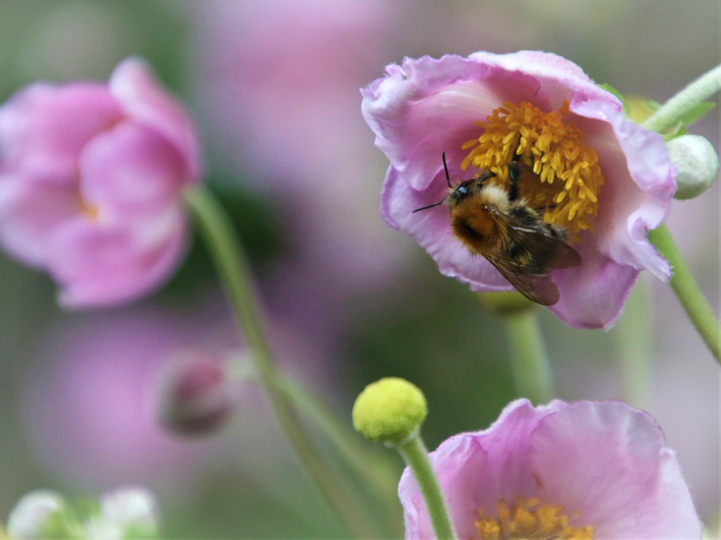 Ein Meer an Blümchen