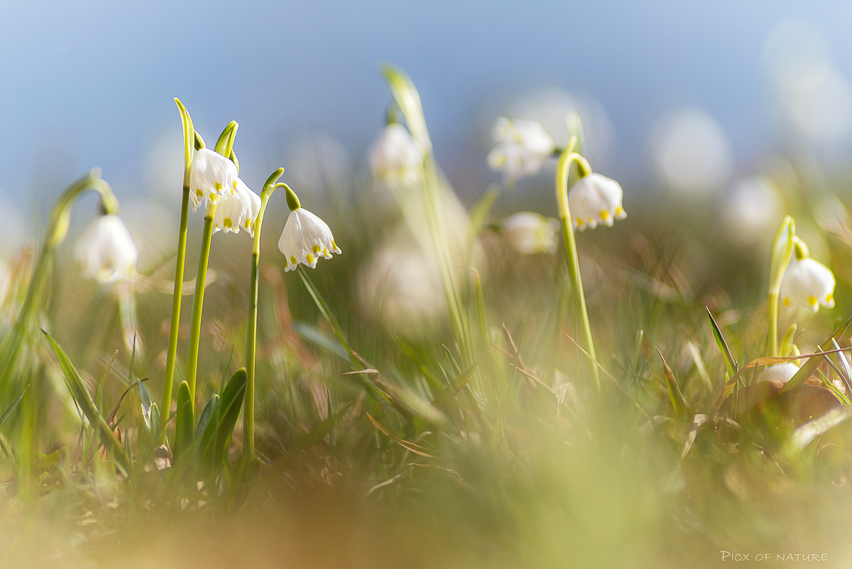 ein Meer an Blüten