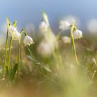 ein Meer an Blüten