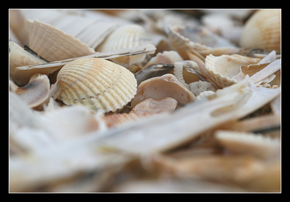 Ein Meer an Muscheln