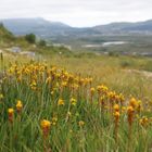 Ein Meer aus Beinbrech-Lilie (Narthecium ossifragum)...