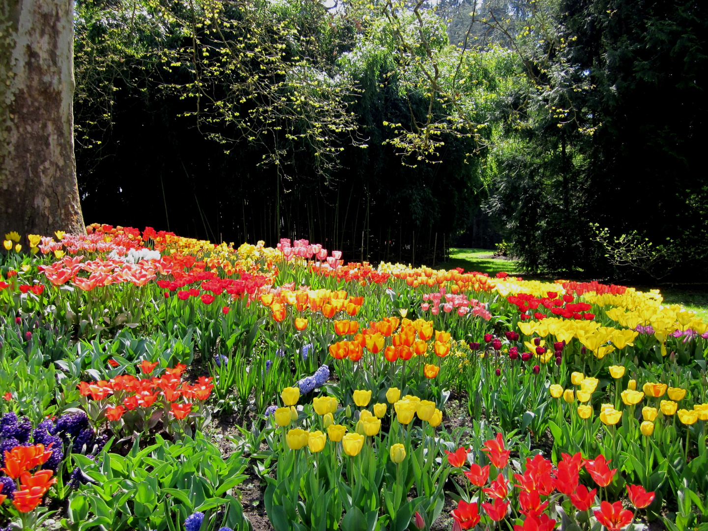 Ein Meer aus Blüten